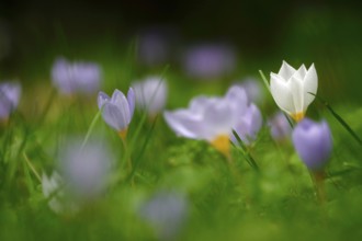 Autumn crocus, autumn time, Germany