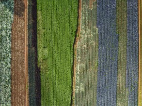 Top down view of red and green cabbage field from a drone, Devon, England, United Kingdom