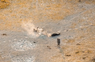 Steppe zebras (Equus quagga) rolling in dust, savanna landscape with yellow grass, aerial view,