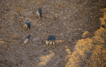 Steppe zebra (Equus quagga), savanna landscape, aerial view, Okavango Delta, Botswana