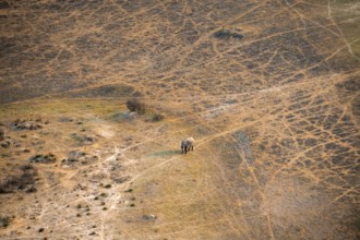 African elephant (Loxodonta africana) in dry savanna, aerial view, Okavango Delta, Botswana