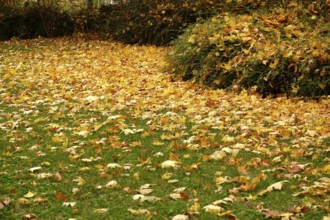 Autumn time, autumn leaves, October, Germany