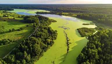Green algae on the lake. Aerial view of nature, landscape with hills and forest in summer, cloudy