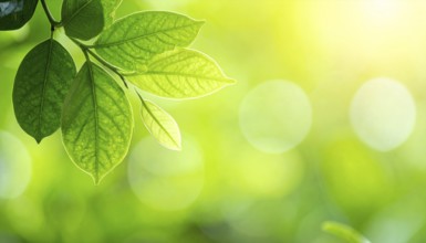 Natural green leaves plants, spring ans summer background cover page, golden soft light, green and