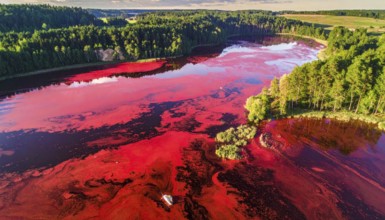 Red algae plant on the lake. abstract ecology nature concept, wild landscape with vibrant red