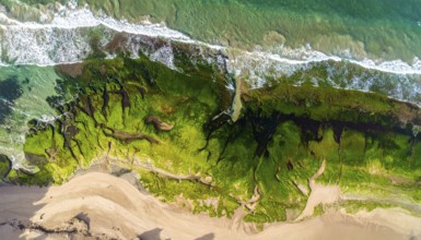 Green algae on the sandy shore of an ocean. Fascinating phenomenon of wild coastline with green