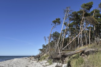 The west beach on the Darß peninsula on the Baltic Sea, Mecklenburg-Western Pomerania, Germany