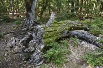 Dead wood in beech forest, Darß primeval forest, Darßer Wald, Mecklenburg-Western Pomerania,
