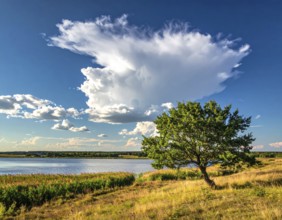 Single and lonely tree near to a lake, meadow and lot of wild grass around, hilly wilderness
