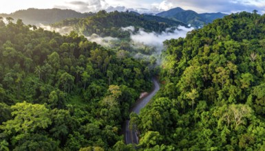 Banner background of tropical forest landscape scene, green wild jungle, cloudy sky at morning,