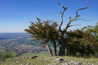 Picturesque scenery on the eaves of the Swabian Jura near Olgafels on Rossfeld in Metzingen-Glems,