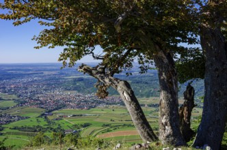 Picturesque scenery on the eaves of the Swabian Jura near Olgafels on Rossfeld in Metzingen-Glems,