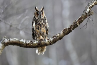 Long-eared owl (Asio otus), adult, on tree, perch, in winter, alert, Bohemian Forest, Czech