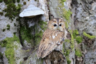 Tawny owl (Strix aluco), adult, on tree, in winter, alert, Bohemian Forest, Czech Republic, Europe,