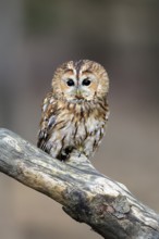 Tawny owl (Strix aluco), adult, perch, in winter, alert, Bohemian Forest, Czech Republic, Europe,