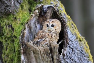 Tawny owl (Strix aluco), adult, perch, on tree, in winter, alert, Bohemian Forest, Czech Republic,