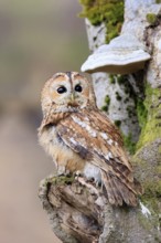 Tawny owl (Strix aluco), adult, on tree, in winter, alert, Bohemian Forest, Czech Republic, Europe,