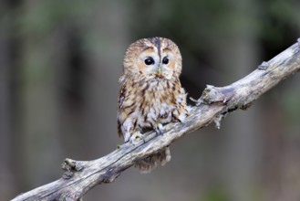 Tawny owl (Strix aluco), adult, perch, in winter, alert, Bohemian Forest, Czech Republic, Europe,