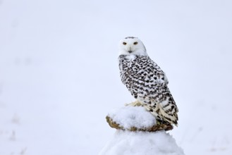 Snowy owl (Nyctea scandiaca), snowy owl, adult, alert, in snow, perch, in winter, Bohemian Forest,