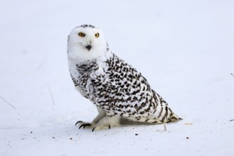 Snowy owl (Nyctea scandiaca), snowy owl, adult, alert, in snow, foraging, in winter, Bohemian