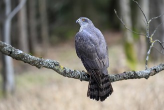 Hawk (Astur gentilis), adult, female, on tree, in winter, alert, Bohemian Forest, Czech Republic,