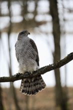 Hawk (Astur gentilis), adult, female, on tree, in winter, alert, Bohemian Forest, Czech Republic,