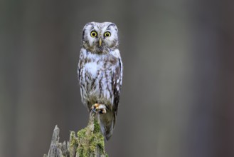 Roughfoot owl (Aegolius funereus), groufoot owl, adult, perch, alert, in winter, Bohemian Forest,