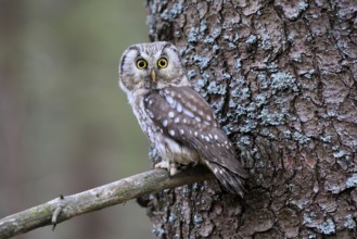 Roughfoot owl (Aegolius funereus), groufoot owl, adult, on tree, alert, in winter, Bohemian Forest,