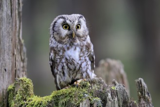 Roughfoot owl (Aegolius funereus), groufoot owl, adult, perch, tree trunk, alert, in winter,