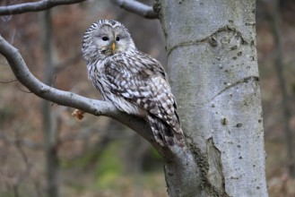 Hawk owl (Strix uralensis), adult, in winter, on tree, Bohemian Forest, Czech Republic, Europe,