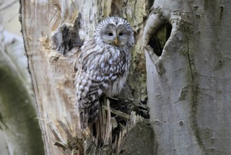 Hawk owl (Strix uralensis), adult, in winter, on tree trunk, Bohemian Forest, Czech Republic,