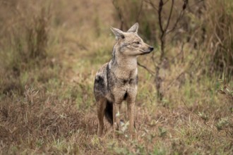 Side-striped jackal (Canis adustus), Kruger Nationalpark, South Africa