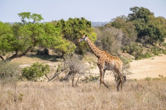Cape giraffe (Giraffa giraffa giraffa), African savanna, Kruger National Park, South Africa
