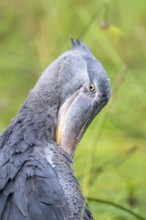 Animal portrait, shoebeak (Balaeniceps rex) in the swamps of Mabamba, Lake Victoria, Uganda
