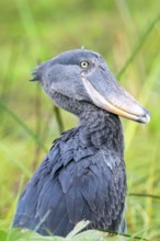 Shoebill (Balaeniceps rex) in the swamps of Mabamba, Lake Victoria, Uganda