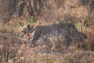 Leopard (Panthera pardus), female in dry grass, adult, Kruger National Park, South Africa