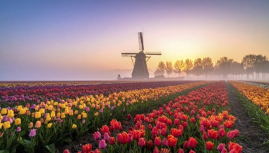 Fog covered landscape in sunrise with tulip fields and windmill in background, AI generated