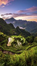 Early morning light bathes Philippines rice terraces cascading down mountain slopes, beautiful