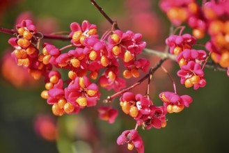 Common spindle bush (Euonymus europaeus), also European or common Pfaffenhütchen, Bavaria, Germany