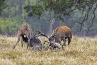 Two rutting red deer (Cervus elaphus) stags fighting by locking antlers during fierce mating battle