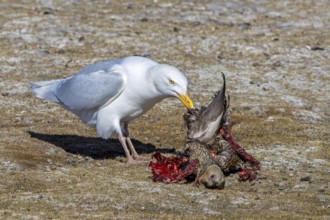 Glaucous gull (Larus hyperboreus hyperboreus) adult in summer plumage scavenging on dead common