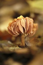 Autumn time in the forest, October, Pilz, Germany