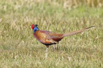 Pheasant, hunting pheasant (Phasianus colchicus), adult male bird in a meadow, wildlife, lembruch,