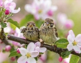 Small funny Sparrow Chicks sit in the garden surrounded by pink Apple blossoms on a Sunny may day,
