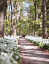 A tranquil forest path lined with white flowers, surrounded by tall trees and bathed in soft