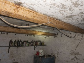 Small horseshoe nose (Rhinolophus hipposideros) hanging from the ceiling in the cellar, Thuringia,