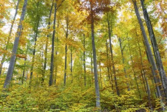 Beech forest (Fagus) in autumn colors, beech plants (Fagaceae), autumn, Leibertingen, Upper Danube