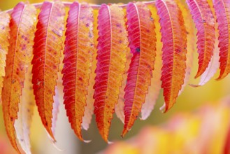 Vinegar tree (Rhus typhina) in autumn colors, autumn, Krauchenwies, Upper Danube nature park Park,