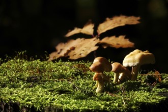 Autumn time, mushrooms in the forest, October, Germany