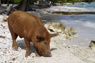 Pig, wild boar on Rangiroa beach in the South Pacific, Tahiti, French Polynesia